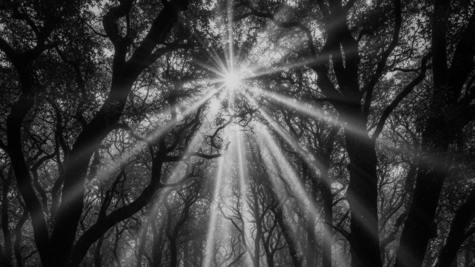 木漏れ日の間から光が差し込んでいる象徴的な写真